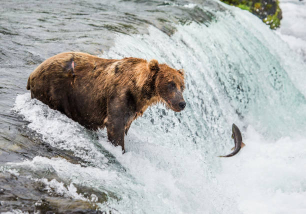 istock Brown bear catches a salmon in the river. 669370974