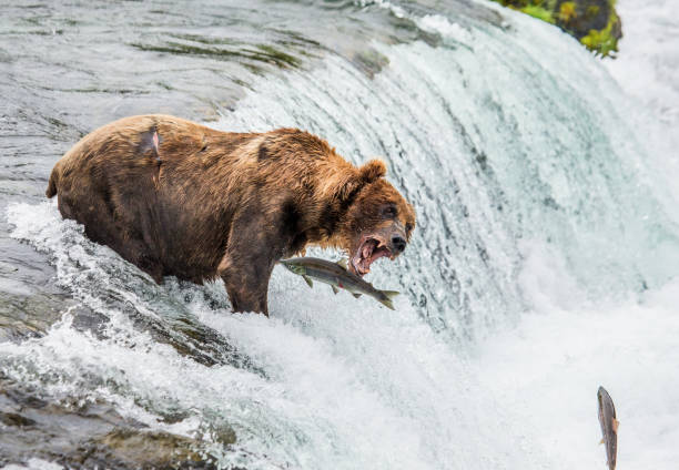 istock Brown bear catches a salmon in the river. 669370976