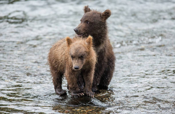 istock Mother brown bear with cub in the river. 669371048
