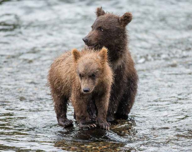 istock Mother brown bear with cub in the river. 669371204