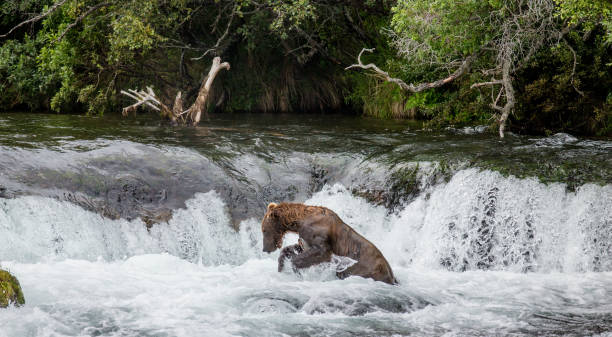 istock Brown bear catches a salmon in the river. 669371320