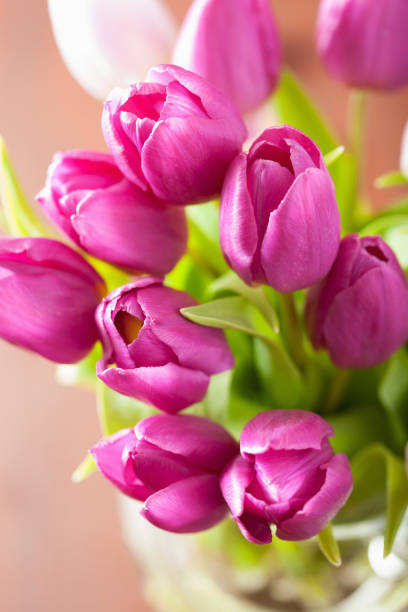 istock beautiful purple tulip flowers background 669371334