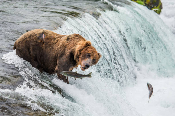 istock Brown bear catches a salmon in the river. 669371400
