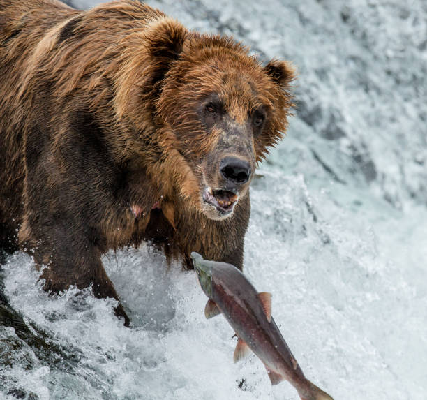 istock Brown bear catches a salmon in the river. 669371490