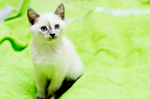 the snow-white kitten with blue eyes sits on a bed, a subject kittens