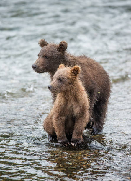 istock Mother brown bear with cub in the river. 669371658