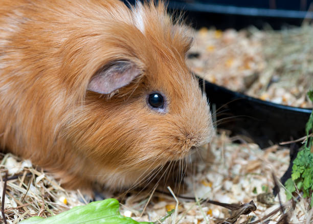 istock Cute red guinea pig eating salad leaf. 669371692