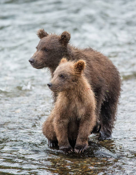 istock Mother brown bear with cub in the river. 669373728
