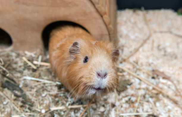 istock Cute red guinea pig 669373800