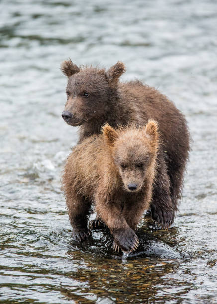 istock Mother brown bear with cub in the river. 669373908