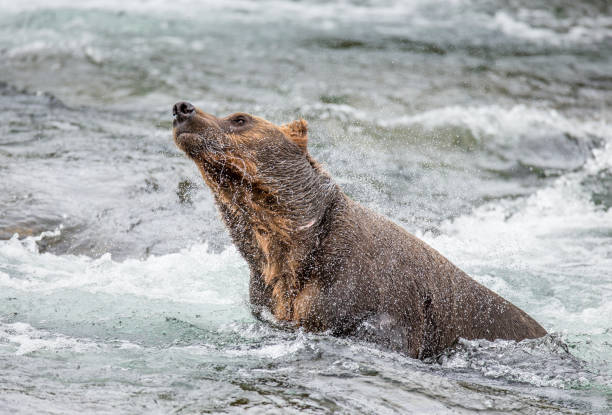 istock Brown bear shakes off water surrounded by splashes. 669374004