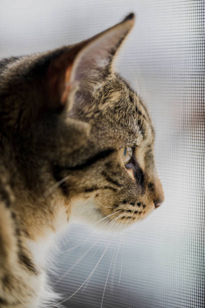 istock A profile headshot of a quiet 7 month old Mackerel Tabby cat relaxing. 669374038