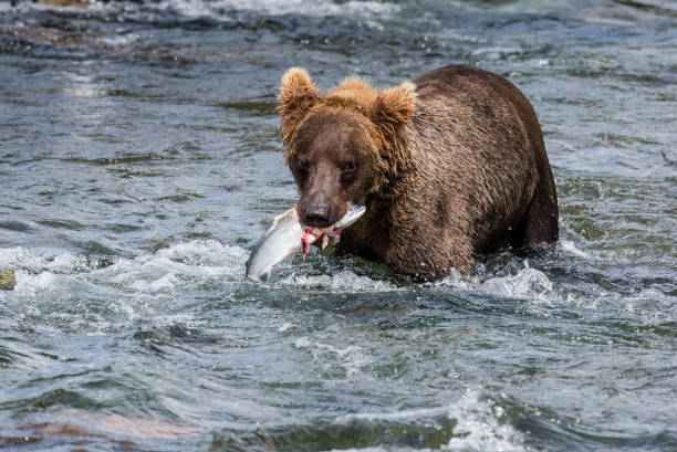istock Brown bear with a salmon in his mouth. 669374084