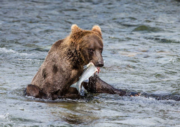 istock Brown bear with a salmon in his mouth. 669374108