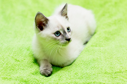 the snow-white kitten with blue eyes lies, a subject kittens