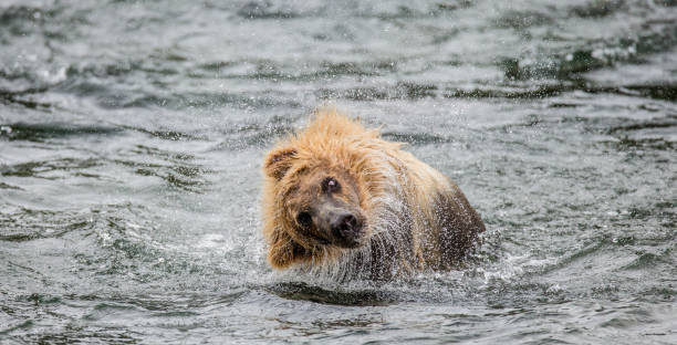 istock Brown bear shakes off water surrounded by splashes. 669374310