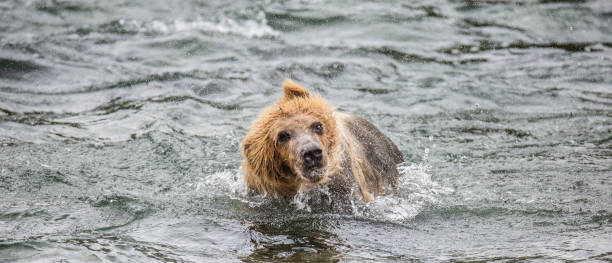 istock Brown bear shakes off water surrounded by splashes. 669374378