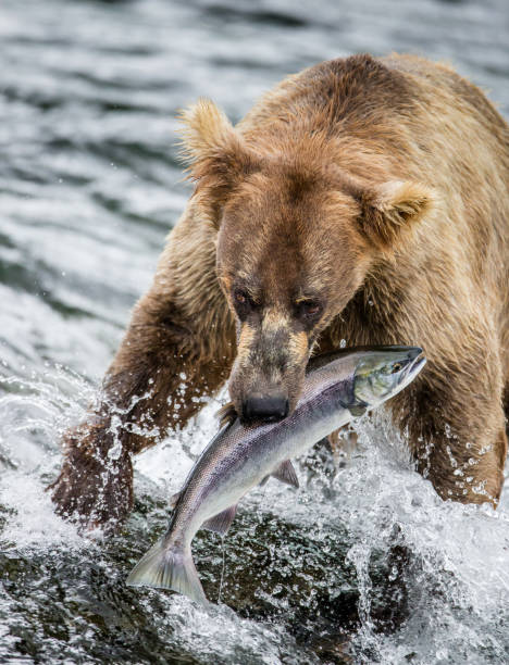 istock Brown bear with a salmon in his mouth. 669374386