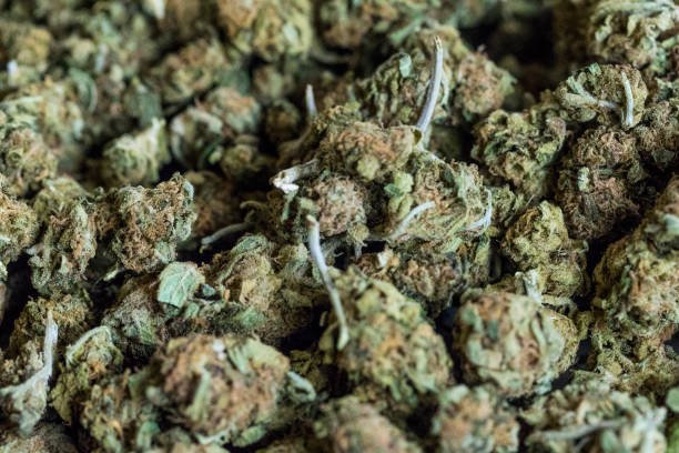 istock Background of marijuana flowers also called buds. 669374400