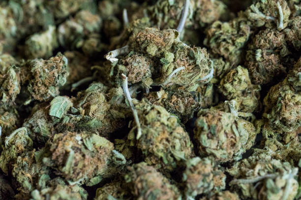 istock Background of marijuana flowers also called buds. 669374402