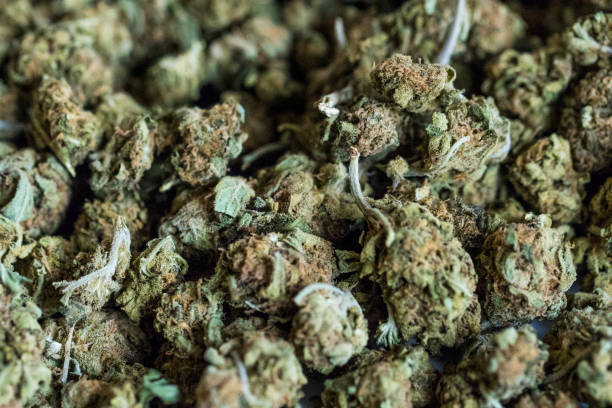 istock Background of marijuana flowers also called buds. 669374406