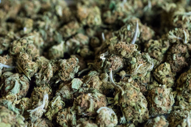 istock Background of marijuana flowers also called buds. 669374408