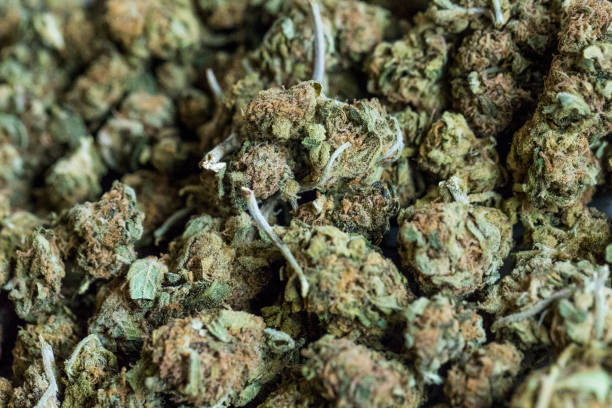 istock Background of marijuana flowers also called buds. 669374412