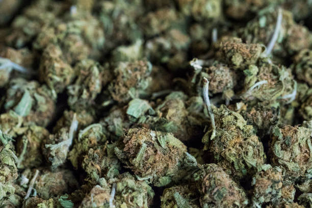 istock Background of marijuana flowers also called buds. 669374420