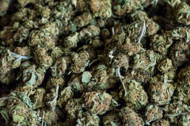 istock Background of marijuana flowers also called buds. 669374426