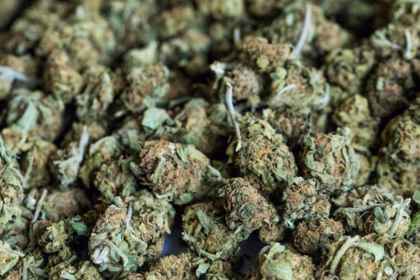 istock Background of marijuana flowers also called buds. 669374428
