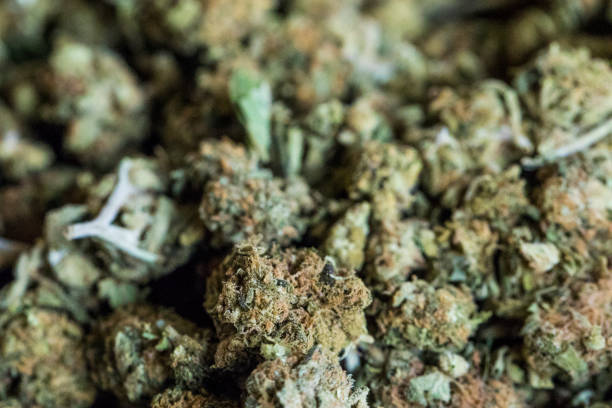 istock Background of marijuana flowers also called buds. 669374436