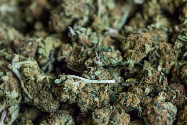 istock Background of marijuana flowers also called buds. 669374464