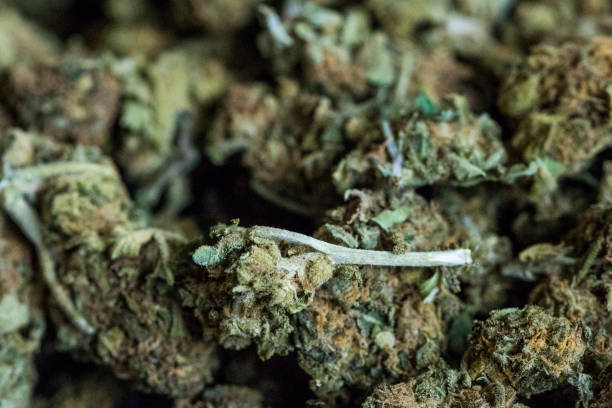 istock Background of marijuana flowers also called buds. 669374468