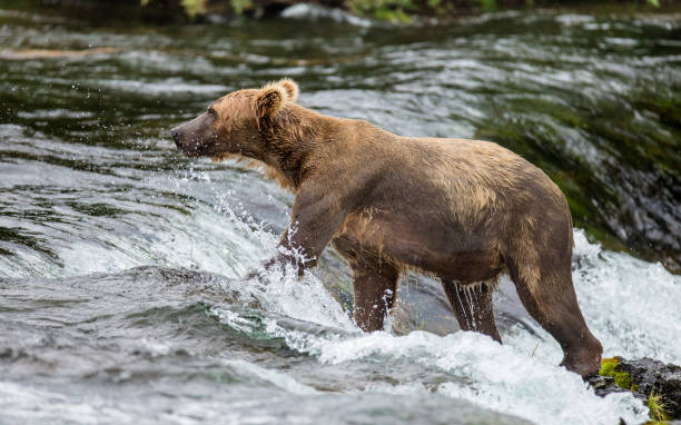 istock Brown bear running in the water in the river. 669374542