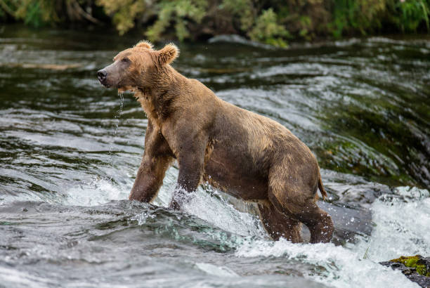 istock Brown bear running in the water in the river. 669374608