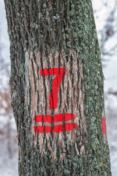 istock Hiking trail marking on the tree bark 669374656
