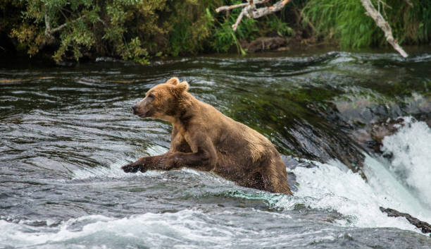istock Brown bear swimming in the lake. 669375544