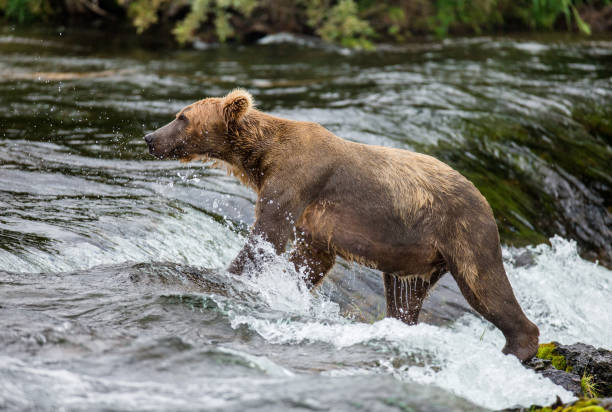 istock Brown bear running in the water in the river. 669376736