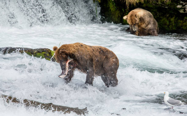 istock Brown bear eating salmon in the river. 669376750