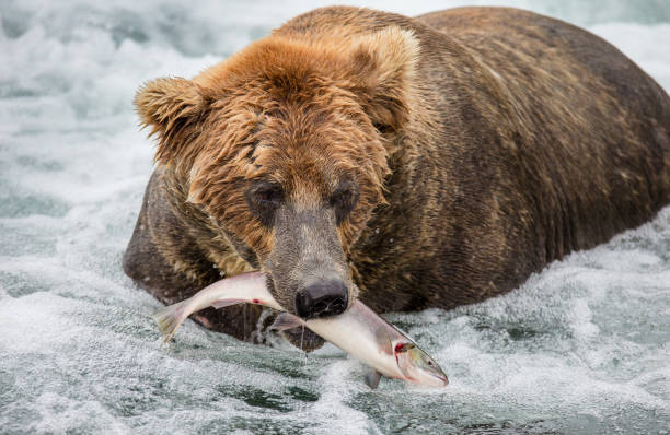istock Brown bear eating salmon in the river. 669376766
