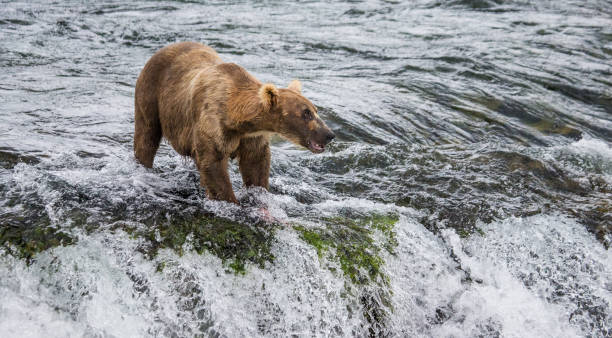 istock Brown bear catches a salmon in the river. 669376800