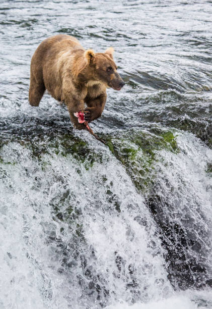 istock Brown bear catches a salmon in the river. 669376804
