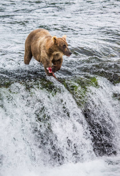 Brown bear catches a salmon in the river.