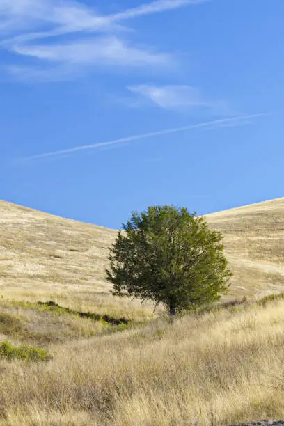 Photo of Lone tree on rolling grasslands of National Bison Range