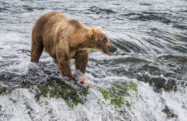 istock Brown bear catches a salmon in the river. 669376918
