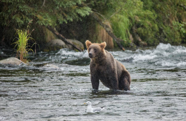 istock Brown bear sitting in the river. 669376930
