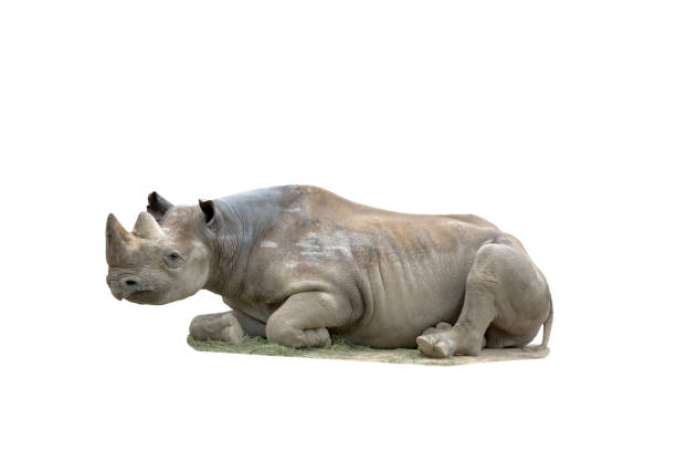 istock Rhinoceros isolated with clipping path on white background 669376968