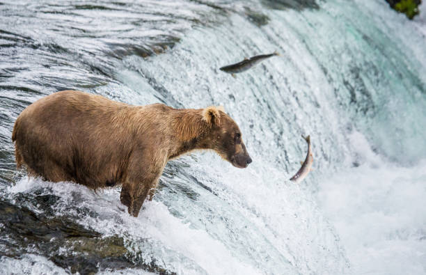 istock Brown bear catches a salmon in the river. 669377078