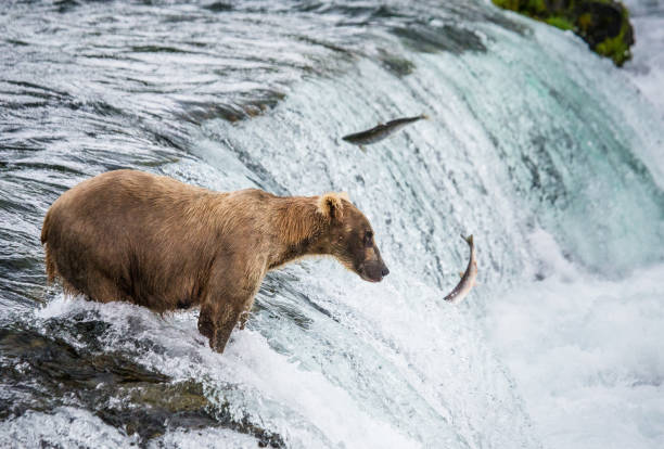 istock Brown bear catches a salmon in the river. 669377086