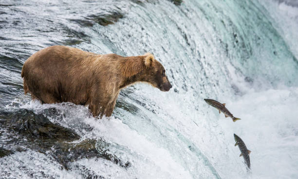 istock Brown bear catches a salmon in the river. 669377148